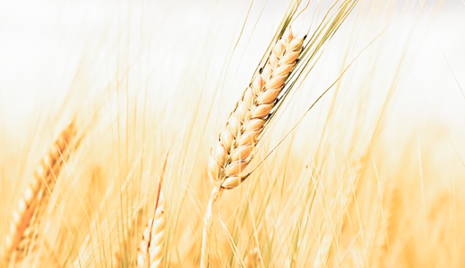 夏收過半，中科志康助力夏糧收購入市